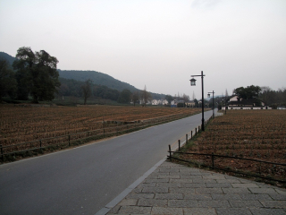 龙井茶园