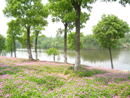西溪湿地