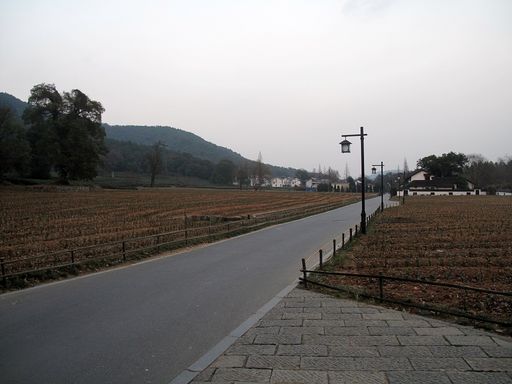 龙井茶园