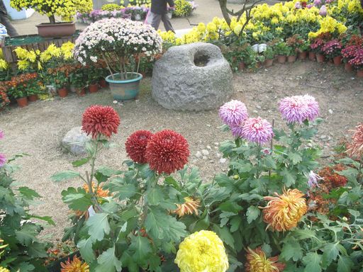 植物园