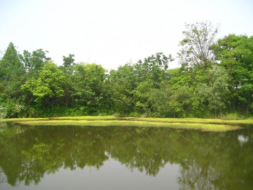 西溪湿地