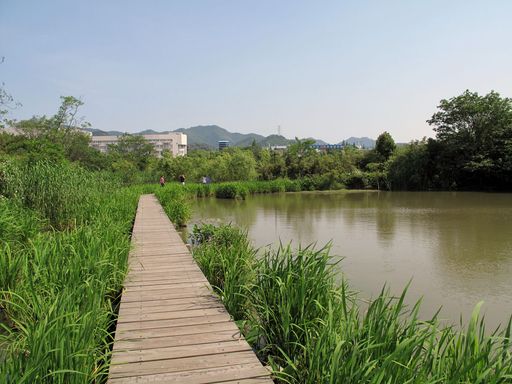 西溪湿地