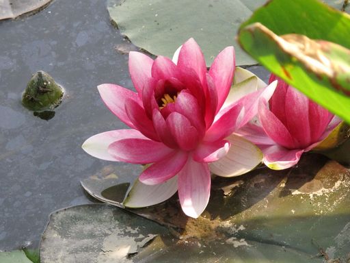 西溪湿地