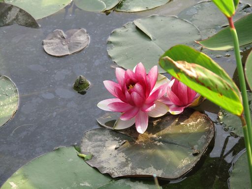 西溪湿地