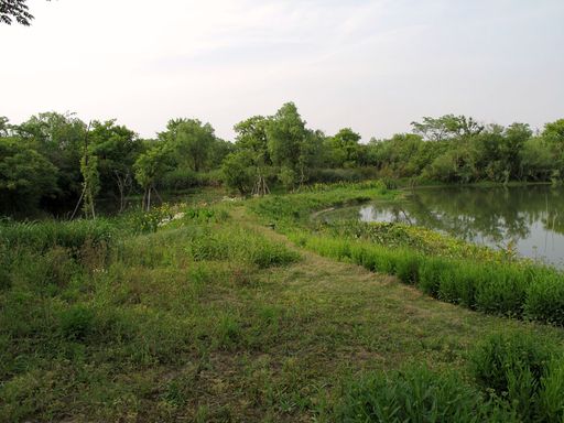 西溪湿地