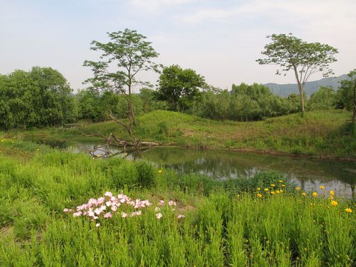 西溪湿地