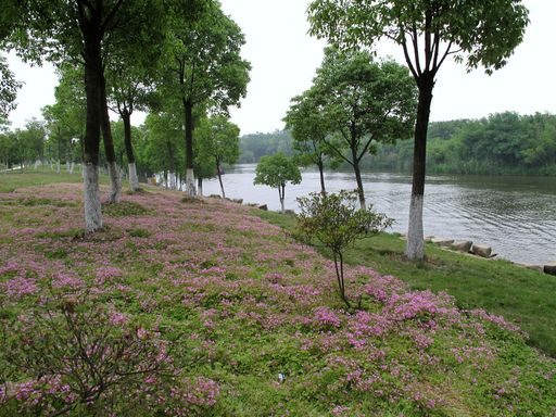 西溪湿地