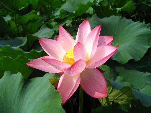 20100618025826100