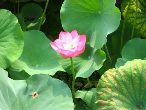 20100618025828101