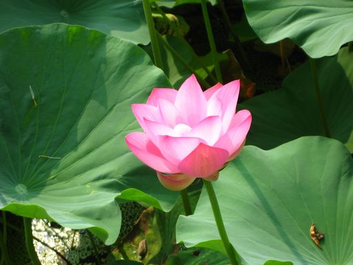 20100618025829100