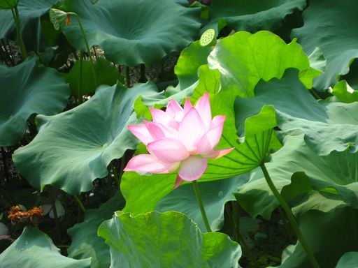曲苑风荷