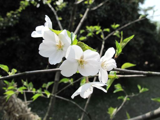 20100618034318100