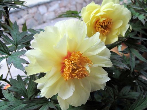 20100618041825100