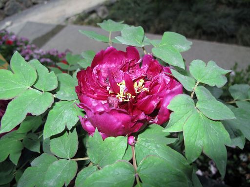 20100618041830100