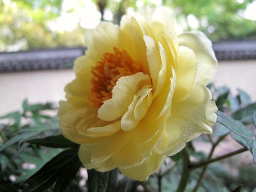 20100618041833100