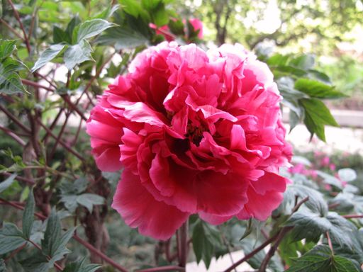 20100618041834101