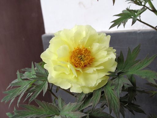 20100618041837100