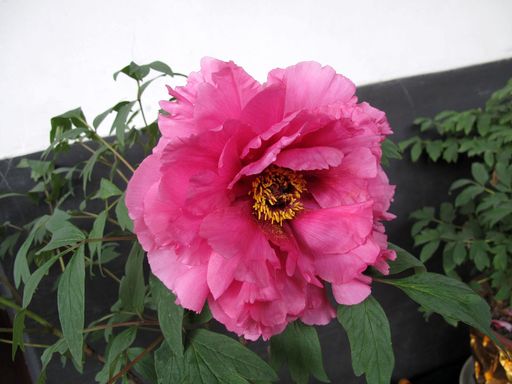 20100618041838101