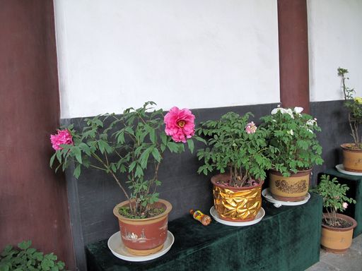 20100618041839100