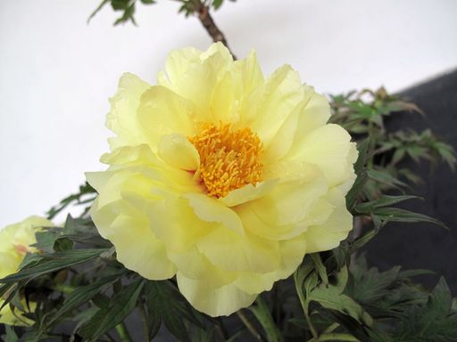 20100618041843100