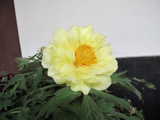 20100618041844100
