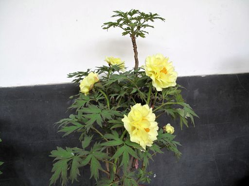 20100618041845100