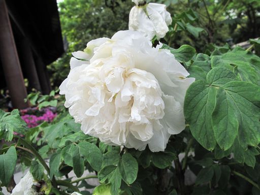 20100618041852101
