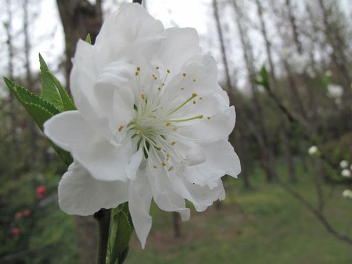 20100618050408100