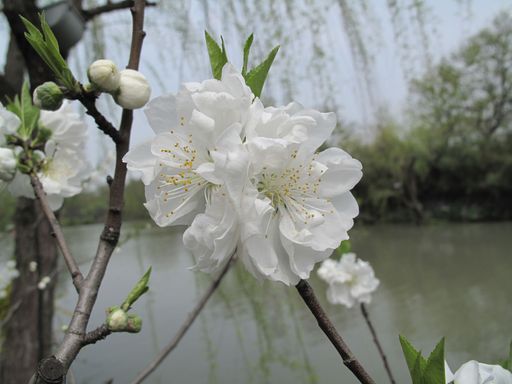 20100618050409100