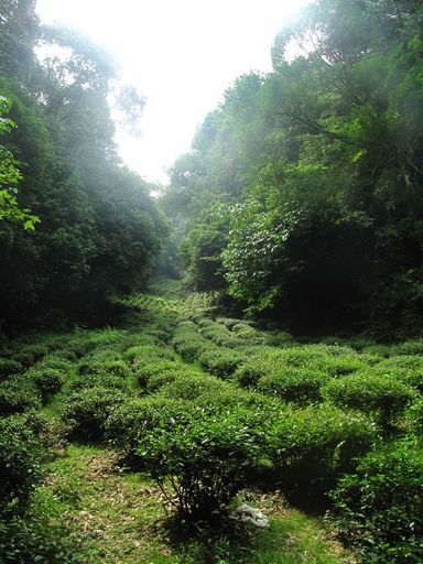 六和塔景区