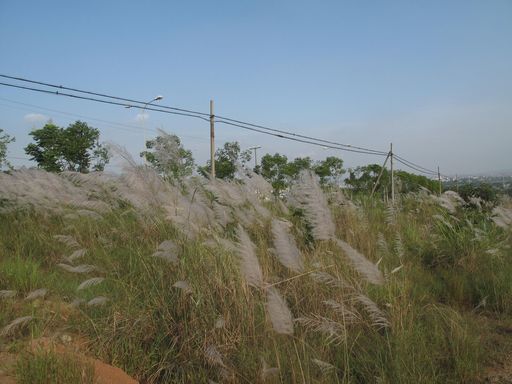绵阳南郊机场