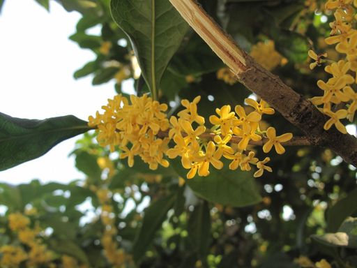 桂花