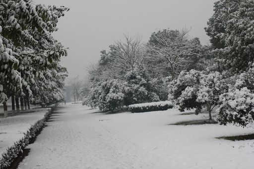 雪