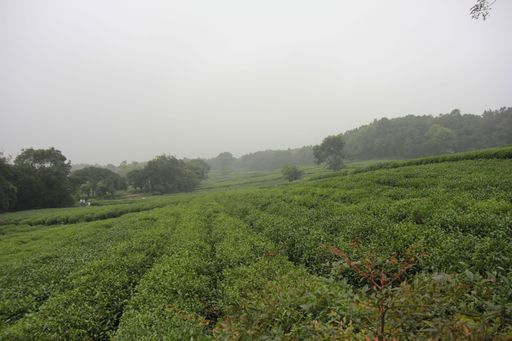 云栖竹径