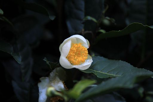 千岛湖