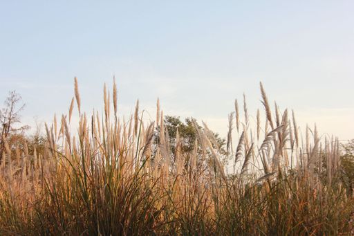 西溪湿地